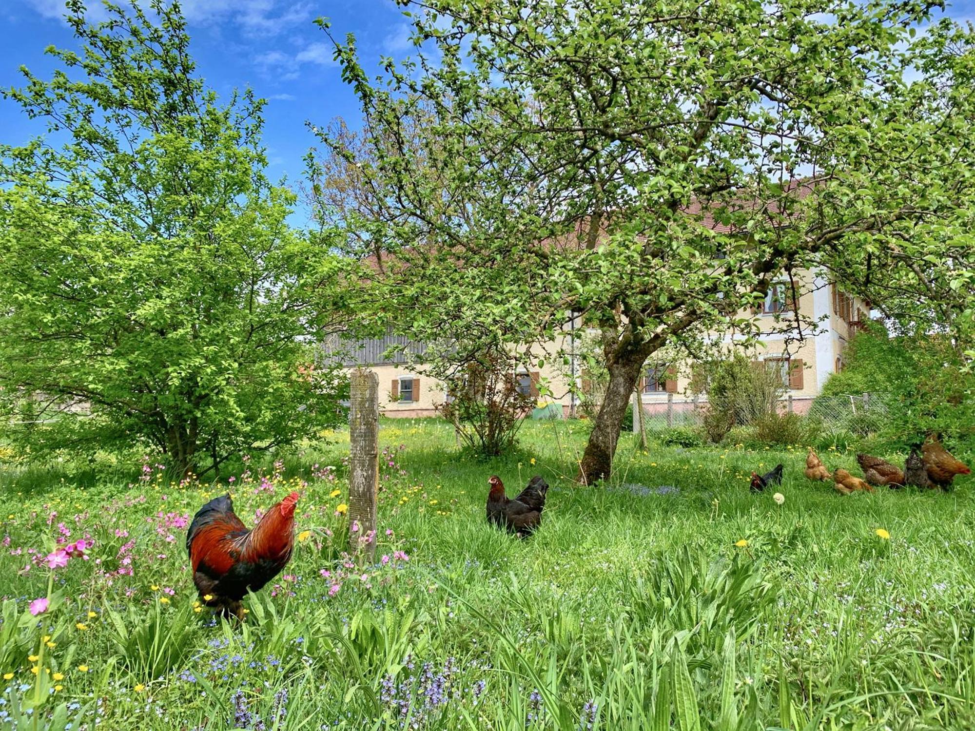 Bauernhof Geigerhof Aschau im Chiemgau